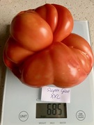 Pomidor Supergiant XXL, kolekcjonerskie nasiona