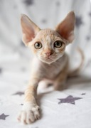 DEVON REX - przepiękny kocurek ARRIGO ASSARI*PL - z rodowodem