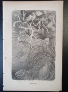 Piękna oryginalna litografia XIX - XX w. - Rafa koralowa 2