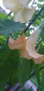 Datura rozowa  sadzonka