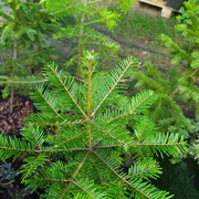 iglaki w donicy, sosna jodła świerk tuje daglezja 