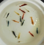 Kolorowe krewetki do akwarium 32szt