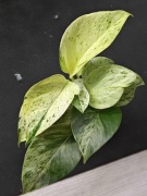 Epipremnum Snow Queen - sadzonka ukorzeniona