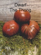 093-Dwarf The Thong. Pomidory kolekcjonerskie.