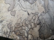 Blaty plastry Bukowe na stolik ozdobny srednica 80cm