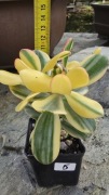 Grubosz Crassula Alba