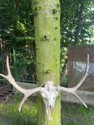 Poroże z czaszką łosia