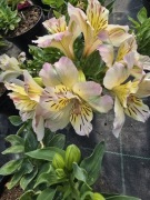 Alstromeria ogrodowa Times Valley 3L 