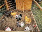 Sprzedam KOCHINY OLBRZYMIE 50zl szt. 