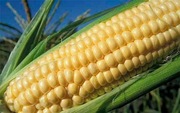Kukurydza słodka Starshine F1 - Nasiona Holenderskie