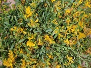 Ziele dziurawca suszone 50gram dziurawiec