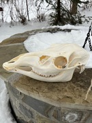 Czaszka ŁANI jelenia sarny lisa kuny. Profesjonalna preparacja. Naturalna! 