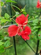 Róża chińska EL CAPITOLO