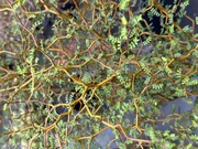 Sophora prostrata 'Little Baby' Perełkowiec