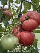 Mortage Lifter Radiator pomidor nasiona