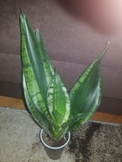 Sansevieria Silver flame sansewieria