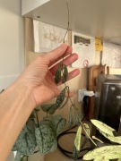 Hoya Hasseltii, Sigillatis