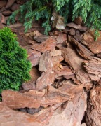 Kora sosnowa ogrodowa