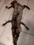 Naturalna skóra jenota – wyprawiona, z głową i ogonem