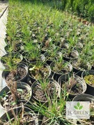 Trawa japońska Rozplenica Hameln