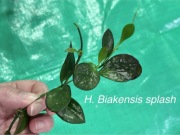 Hoya Biakensis splash