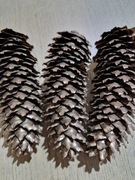 Szyszki naturalne lekko złocone