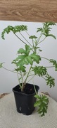 Pelargonia pachnąca – ukorzeniona sadzonka, zdrowa, intensywny zapach