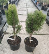 Sosna czarna Caprice