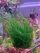 Mech Flame Moss, Taxiphyllum sp. Flame, ok 15 gałązek, hodowla podwodna