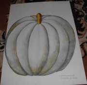 Owoce, Kwiaty   reprint XIX w. grafik do aranżacji wnętrza