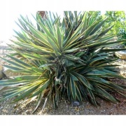 Yucca Variegata, 2L