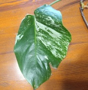 Monstera deliciosa variegata 