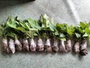 Rożnik przerośnięty - MIODODAJNY sadzonki (40szt)