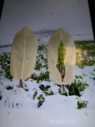 Kaptur ochronny  zimą na rośliny 180x120 cm 2 szt 