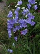 Dzwonek brzoskwiniolistny Campanula 300 nasion białe/nb