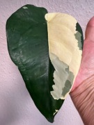 Syngonium Chiapense Variegata - sadzonka pędowa