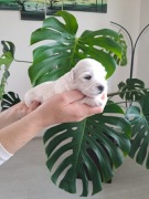 Śliczny piesek maltańczyk maltańczyki