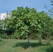 Figowiec pospolity Carica