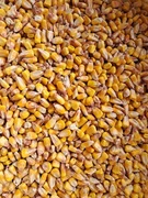 Kukurydza sucha ,ziarno ,pasza , zanęta wędkarska 20kg