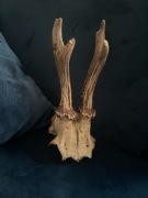 Poroże sarny koziołka