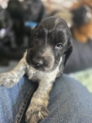 Cocker Spaniel Angielski
