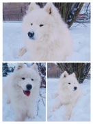 Samoyed piesek biały miś 