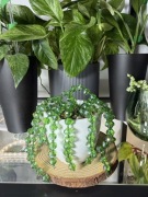 Roślina ozdobna sukulent #1