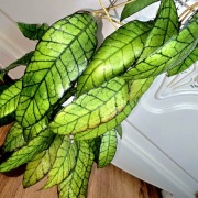 Hoja, hoya ~ CALLISTOPHYLLA SABAH BORNEO/ BIG LEAF/  ~ dojrzała, rosnąca 