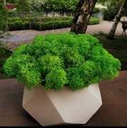 Donica ze stabilizowanym mchem