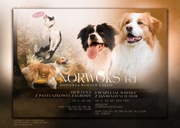 Border collie ZKwP Norwoks FCI