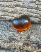 KING BLUE  Pomidor kolekcjonerski