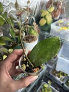 hoya | sadzonka rosnąca