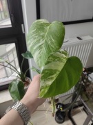 Monstera variegata SZCZYT
