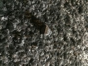 końcówka kabla micro usb 2.0